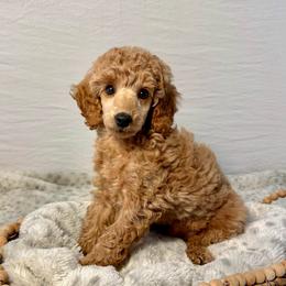 Tyler - Red  male Poodle puppy in Monetta, South Carolina from Moonrise Poodles