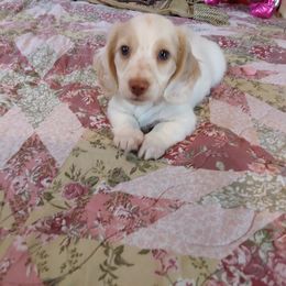 Dachshund Puppies from Darling Dachshunds