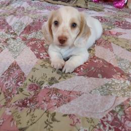 Dachshund Puppies from Darling Dachshunds