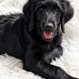 Franklin - Black male Assorted Doodle Crosses puppy in Coweta, Oklahoma from Storybook Doodles