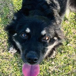 Nina - Miniature Australian Shepherd