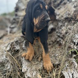 Bloodhound Puppies from Sandhill Hounds of Nebraska