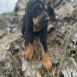 Bloodhound Puppies from Sandhill Hounds of Nebraska