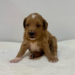 Poppy - Red  female Goldendoodle puppy in Kenansville, North Carolina from J+A Family Doodles