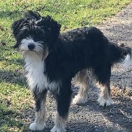 Twiggy - Bernedoodle