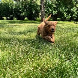 Goldendoodle Puppies from BB Doodles