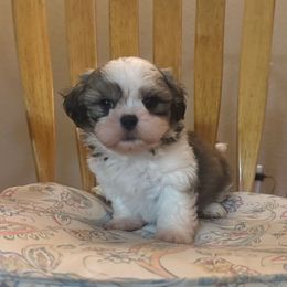 Jasper - Tricolor male Shih Tzu puppy in California from Jessica Diangson's Shih Tzus