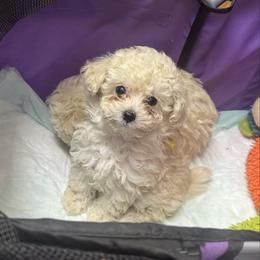 Ivy - White female Poodle puppy in Anderson, South Carolina from Stephanie’s Signature Poodles inspired by Sherry Lynn LLC