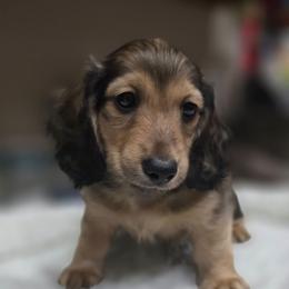 Eliot - Cream male Dachshund puppy in Oklahoma City, Oklahoma from OkieDoxieland Dachshunds