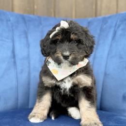 Josie - Phantom female Bernedoodle puppy in Bellville, Ohio from Bernedoodle Buddies