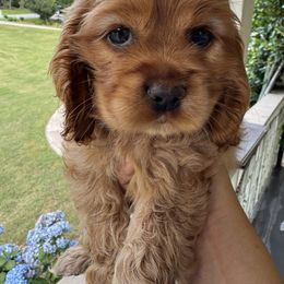 Cocker Spaniel All Grown Up from penny Powell