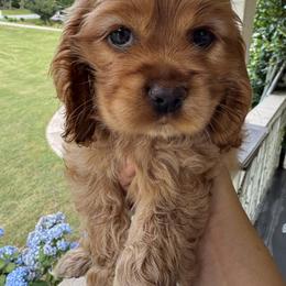Cocker Spaniel All Grown Up from penny Powell