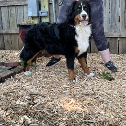 Bernese Mountain Dog and Pembroke Welsh Corgi All Grown Up from Concerto Corgis