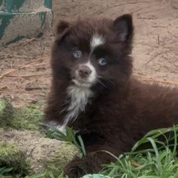 Digger - Chocolate male Pomsky puppy in Spring Hill, Florida from PDQ Pomskies