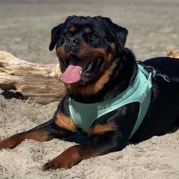 Rottweilers from El Jefe Rottweilers