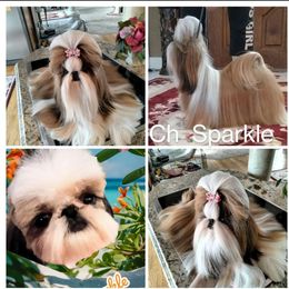 Ch Sparkle - Shih Tzu