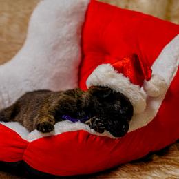 Purple - Silver brindle female Dutch Shepherd puppy in Auburn, Georgia from Faberge Hollandse Herdershond