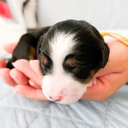 Bernedoodle, Goldendoodle, and Poodle Puppies from Teddy Doodles & Standard Poodles