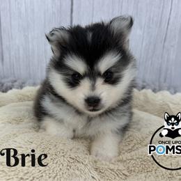 Brie - Black and white female Pomsky puppy in Eastman, Georgia from Once Upon A Pomsky