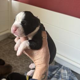 Boy 2 - Brindle Boxer puppy in Rochester, Washington from Holly's Boxers of Rochester