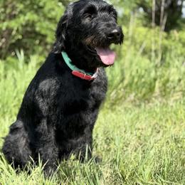 Sassy - Labradoodle