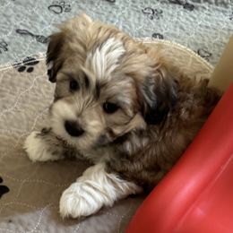 Lily - Red female Havanese puppy in East Lansing, Michigan from VanCort's Happy Havanese