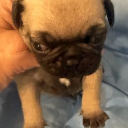 Pugs from Wratchford Farms