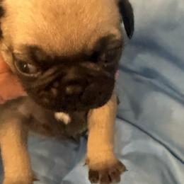 Pugs from Wratchford Farms