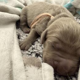 Opalite - female Long Haired Weimaraner puppy in Blanchardville, Wisconsin from Northern Bluegrass Weimaraners