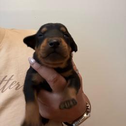 Boy 1 - Black male German Pinscher puppy in Stratford, New Jersey from Chapel Heights German Pinschers