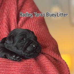 Radley - Black male Labrador Retriever puppy in Owosso, Michigan from Bennington Retrievers