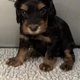 Black boy - Tri-color male Australian Labradoodle puppy in Anderson, California from Shaggy Doodles