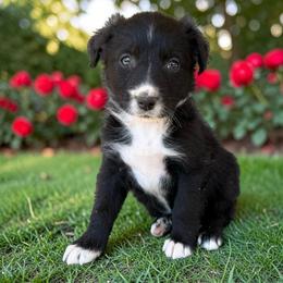 Etta - Black tri-color female Australian Shepherd puppy in Statesville, North Carolina from Charming Australian Shepherds