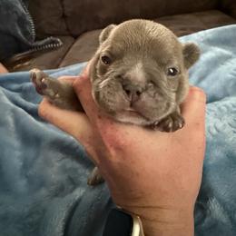 Sully - Blue male French Bulldog puppy in Franklin, Pennsylvania from Falco’s Frenchies