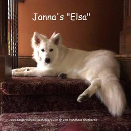 Berger Blanc Suisse and German Shepherd Puppies from Vom Hundhaus German Shepherds
