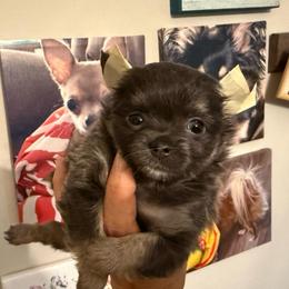 Blue girl 7,500 - Blue and tan female Chihuahua puppy in Summerfield, Florida from Uey’s Chihuahuas