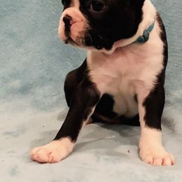 Boston Terrier Puppies from Helton’s Boston Terriers