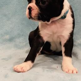 Boston Terrier Puppies from Helton’s Boston Terriers