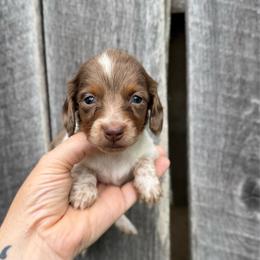 Broad Bill - Boy 2 - Dapple male Dachshund puppy in Corbin, Kentucky from Steele Half Acre Homestead