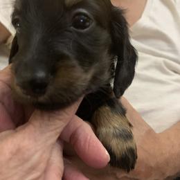 Dachshund and Italian Greyhound Puppies from Desert Rose