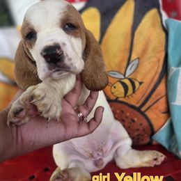 Basset Hound Puppies from Synbella's Charming Basset's