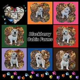 Labrador Retriever, Mastiff, and Miniature Australian Shepherd Puppies from Blackberry Cabin Farms