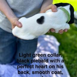Light green color - Piebald male Dachshund puppy in Johnson, Vermont from RBP Dachshunds