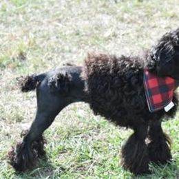Poodles from Royal Paws Poodles