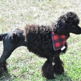 Poodles from Royal Paws Poodles