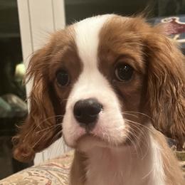 Cavalier King Charles Spaniels from Greg Hogan