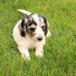 Biscuit - Piebald male Dachshund puppy in Richfield, Utah from R&S Farms