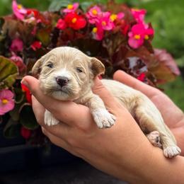 Ferris Wheel - Apricot male Goldendoodle puppy in Wharton, Texas from Little Fur Friends
