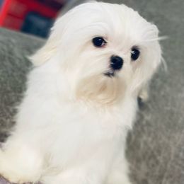 Dash - Maltese