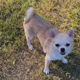 Lolly - Chihuahua